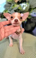 MITZI, a female Chihuahua for sale in Dallas, TX – 2 of 4