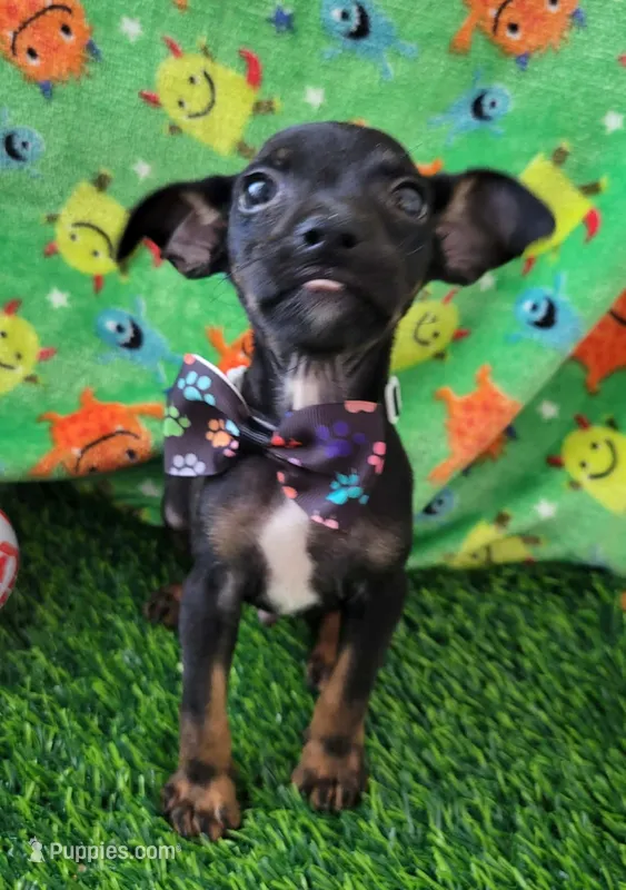 LIL SAMMY – Chihuahua puppy for sale in Dallas, TX