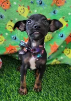 LIL SAMMY, a male Chihuahua for sale in Dallas, TX – 1 of 5