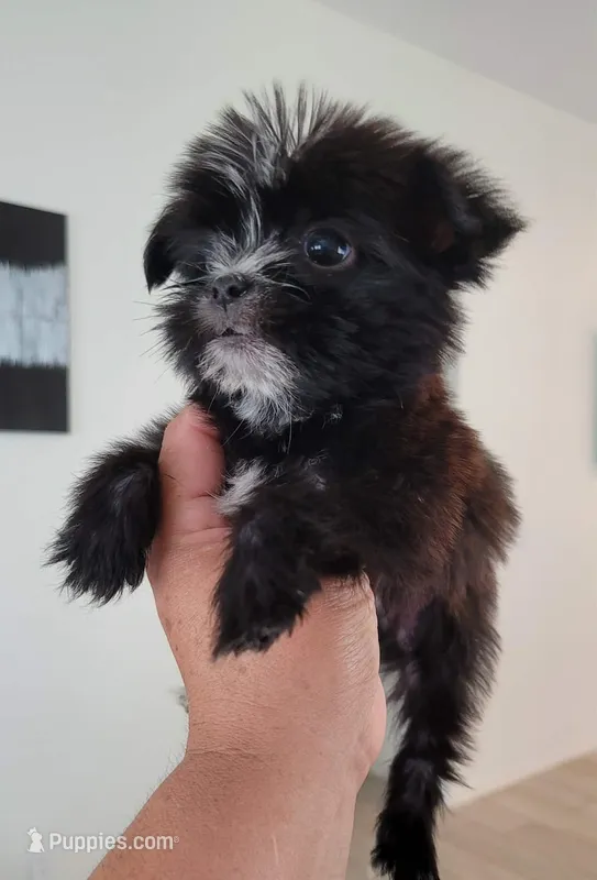 Lil TEACUP MORKIE 3 – Morkie puppy for sale in Moreno Valley, CA