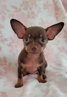 POCKET SIZE WINSTON, a male Chihuahua for sale in Dallas, TX – 3 of 6
