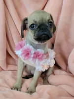 LIL ChLOE, a female Pug for sale in Elizabeth, NJ – 3 of 4