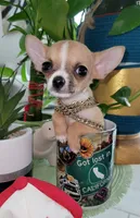 LIL TEACUP BANDIT, a male Chihuahua for sale in Katy, TX – 9 of 10