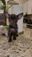 Lil TEACUP SAMMY, a male Chihuahua for sale in Moreno Valley, CA – 6 of 7