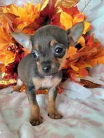 Lil TEACUP RED( DELIVERY AVAILABLE), a male Chihuahua for sale in Fontana, CA – 2 of 4