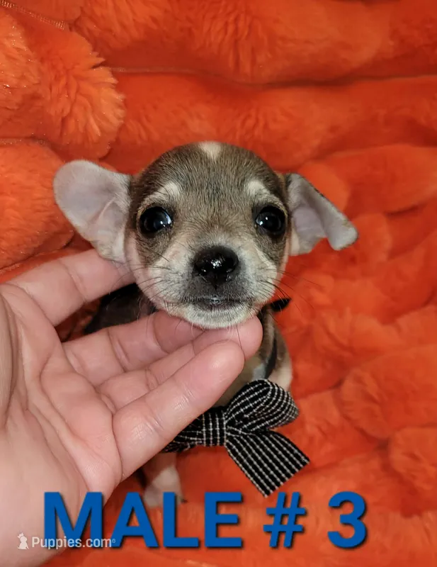 Tommy  – Chihuahua puppy for sale in Dallas, TX