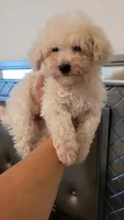 Lucky, a male Maltipoo for sale in Moreno Valley, CA – 3 of 5