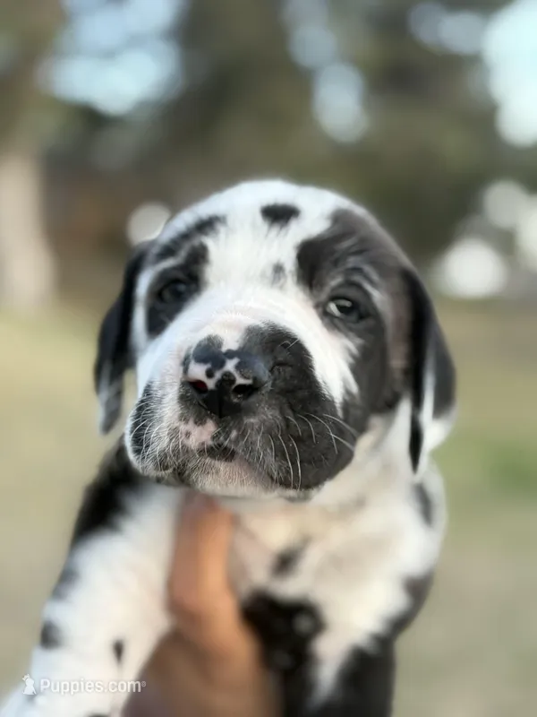 GREAT DANE GIRL – Great Dane puppy for sale in Dallas, TX