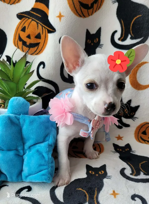 TEACUP TINA – Chihuahua puppy for sale in Fontana, CA