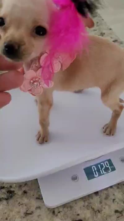 LIL TEACUP MAGGIE, a female Chihuahua for sale in Dallas, TX – 7 of 7