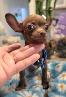 Jerry , a male Chihuahua for sale in Dallas, TX – 6 of 7