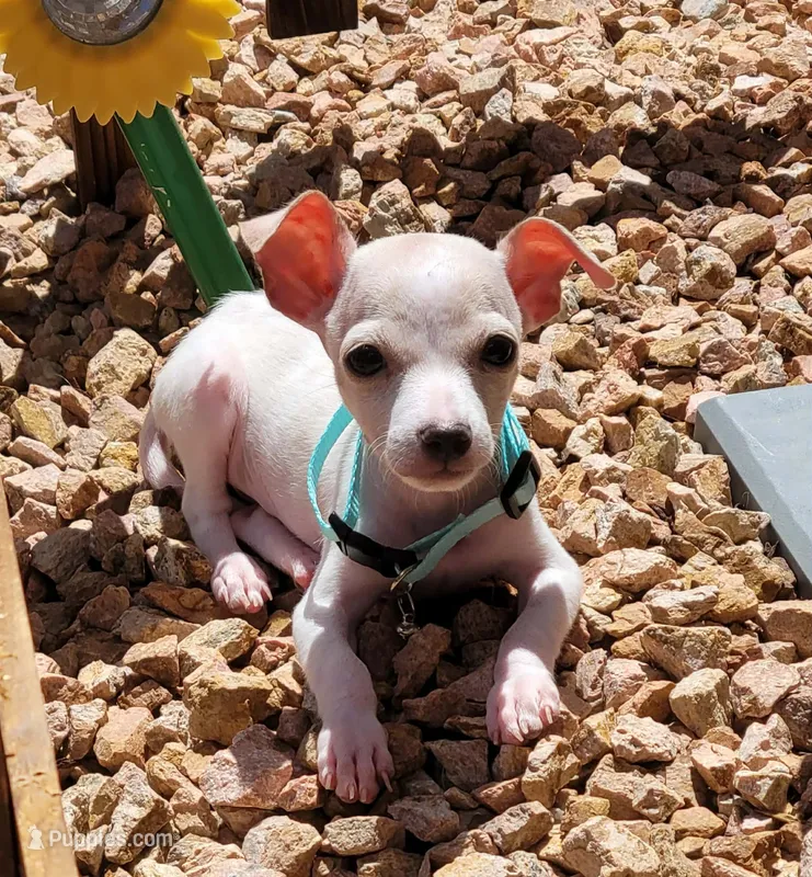 LIL PONCHO – Chihuahua puppy on hold in Fontana, CA