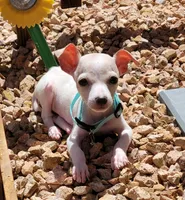 LIL PONCHO, a male Chihuahua for sale in Fontana, CA – 1 of 5