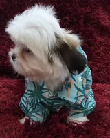 SHIHTZU COCO, a male Shih Tzu for sale in Albuquerque, NM – 4 of 8