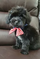 Benji, a male Maltipoo for sale in Dallas, TX – 1 of 3