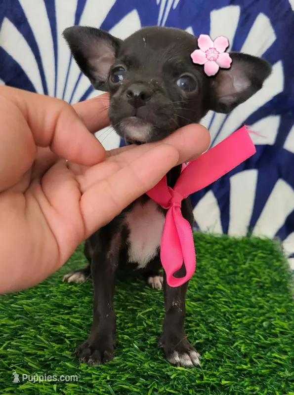RITA – Chihuahua puppy for sale in Bakersfield, CA