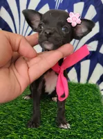 RITA, a female Chihuahua for sale in Bakersfield, CA – 1 of 2