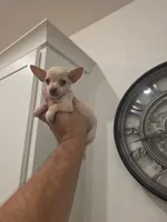 Lil lucy, a female Chihuahua for sale in Moreno Valley, CA – 5 of 10