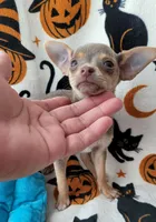 TEACUP LILAC JERRY, a male Chihuahua for sale in Fontana, CA – 4 of 5