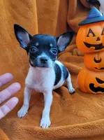 TEACUP BANDIT( DELIVERY AVAILABLE ), a male Chihuahua for sale in Arlington, TX – 4 of 6