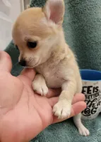 LONGCOAT TOY MUÑECO, a male Chihuahua for sale in Garland, TX – 2 of 3