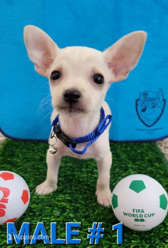 LIl MINITOY Messi  – Chihuahua puppy for sale in Fontana, CA
