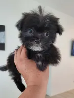 Lil TEACUP MORKIE BLACK, a male Morkie for sale in Moreno Valley, CA – 3 of 3
