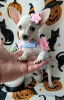 TEACUP PAM , a female Chihuahua for sale in Fontana, CA – 5 of 5