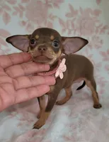 POCKET SIZE MAGGIE, a female Chihuahua for sale in Dallas, TX – 5 of 6