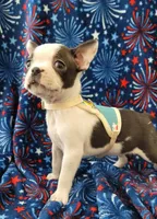 MUÑECO, a male Boston Terrier for sale in Dallas, TX – 5 of 7