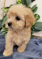 Max , a male Maltipoo for sale in Garland, TX – 3 of 5