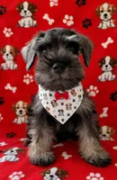 MINIATURE SCHNAUZER "FRITZ", a male Miniature Schnauzer for sale in Fontana, CA – 2 of 2