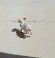 LIL PONCHO, a male Chihuahua for sale in Fontana, CA – 5 of 5