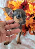 Lil TEACUP RED( DELIVERY AVAILABLE), a male Chihuahua for sale in Fontana, CA – 4 of 4