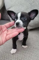 Max , a male Chihuahua for sale in Dallas, TX – 3 of 5
