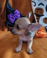 Jerry, a male Chihuahua for sale in Mesquite, TX – 2 of 5