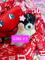 ROSY, a female Poodle - Toy  for sale in Dallas, TX – 2 of 2
