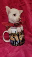 Bartolito, a male Chihuahua for sale in Dallas, TX – 3 of 3