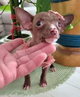 LIL TEACUP MITZI, a female Chihuahua for sale in Katy, TX – 10 of 10