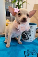 Lil lucy, a female Chihuahua for sale in Covina, CA – 2 of 8