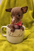 LIL TEACUP MITZI, a female Chihuahua for sale in Garland, TX – 3 of 4
