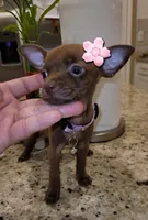 LIL TINY PRINCESS, a female Chihuahua for sale in Moreno Valley, CA – 3 of 4