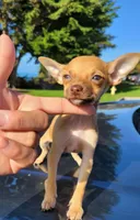 LIL TEACUP RED , a male Chihuahua for sale in Covina, CA – 7 of 8
