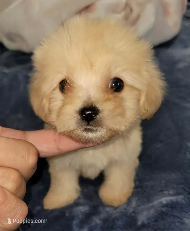 MINI MALTIPOO JERRY – Maltipoo puppy for sale in Irving, TX