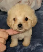 MINI MALTIPOO JERRY, a male Maltipoo for sale in Irving, TX – 1 of 2