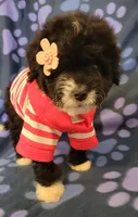 Molly, a female Maltipoo for sale in Covina, CA – 4 of 8