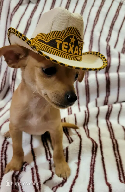 T-CUP MITZI – Chihuahua puppy for sale in Dallas, TX