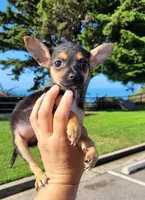 DAIZY , a female Chihuahua for sale in Covina, CA – 2 of 3