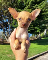 LIL TEACUP RED , a male Chihuahua for sale in Covina, CA – 3 of 8