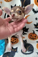 TEACUP SMITTY, a male Chihuahua for sale in Fontana, CA – 5 of 7